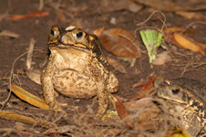 Toads